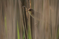 Reed Warbler