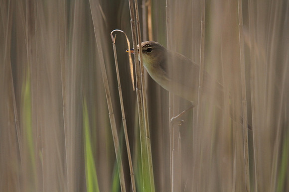 Reed Warbler