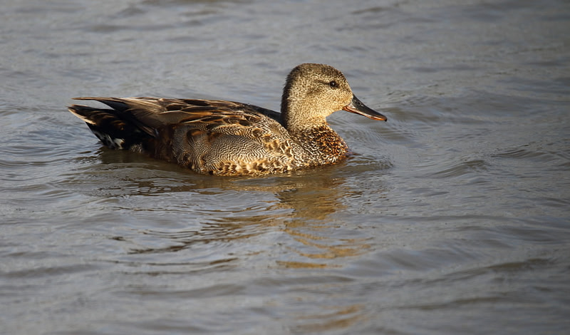 Gadwall