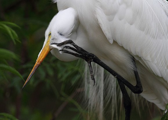 Great Egret preening