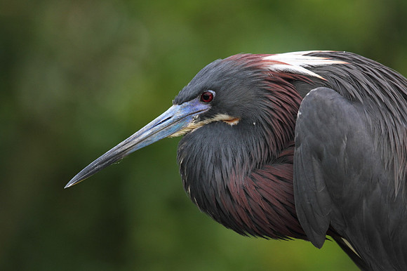 Tri Colored Heron