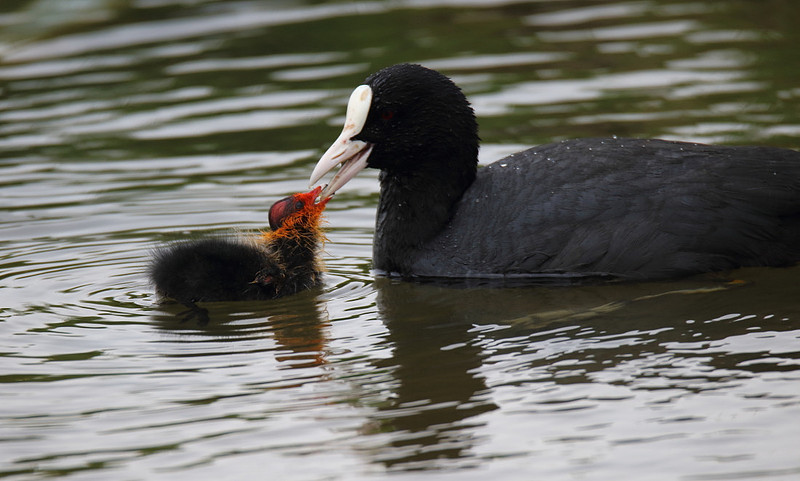 Coot with chick