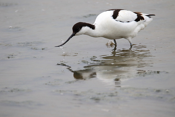 Avocet