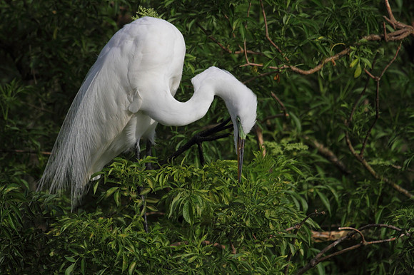 Great Egret