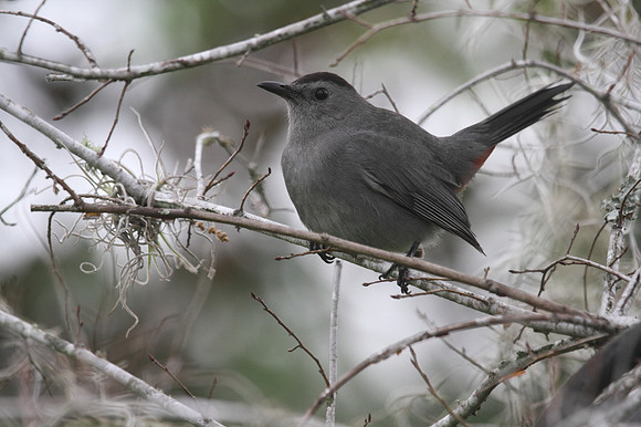 Grey Catbird
