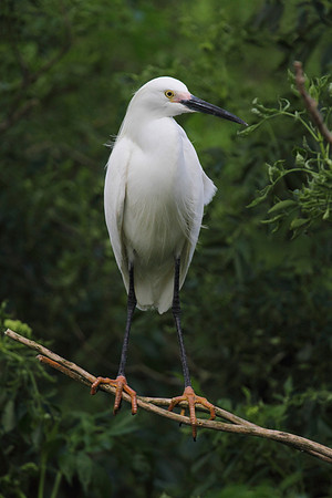 Snowy  Egret