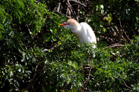 Cattle Egret