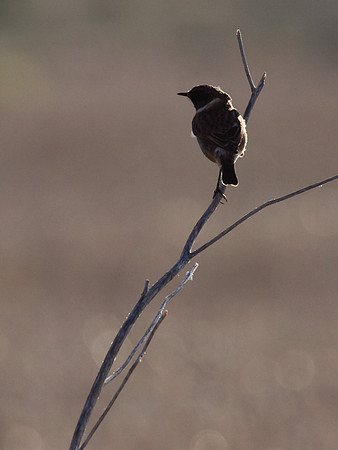Stonechat