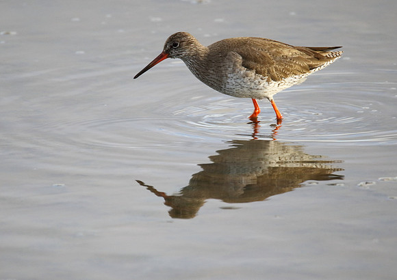Redshank