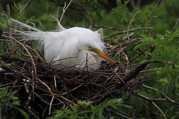 Great Egret