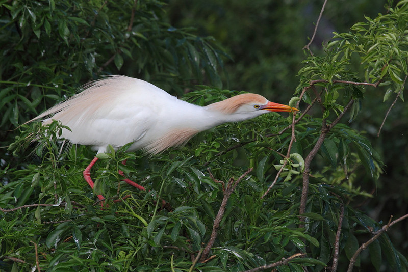 Cattle Egret with nesting material