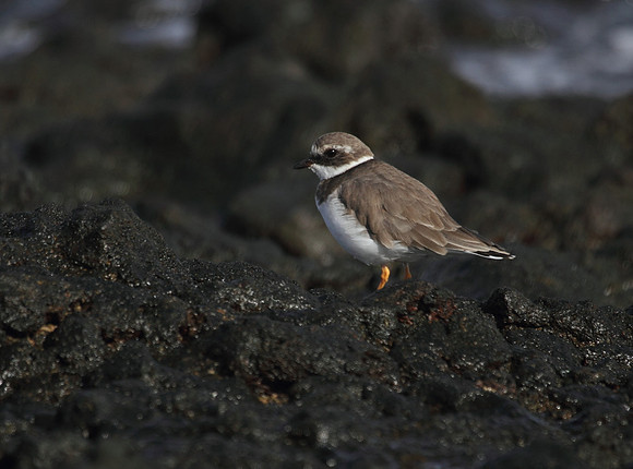 Ringed Plover