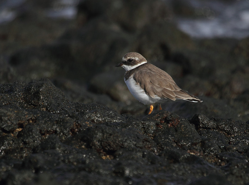 Ringed Plover