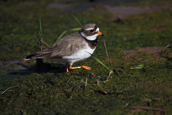 Ringed Plover