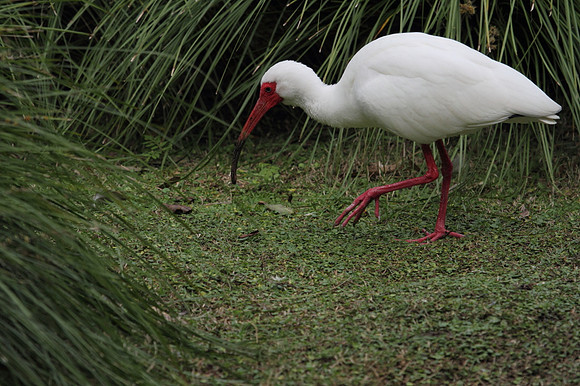 White Ibis