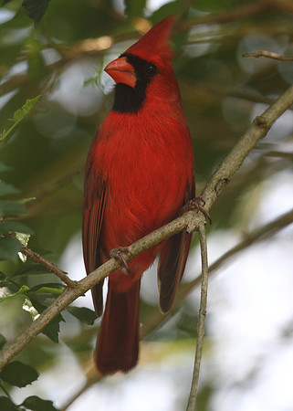 Northern Cardinal