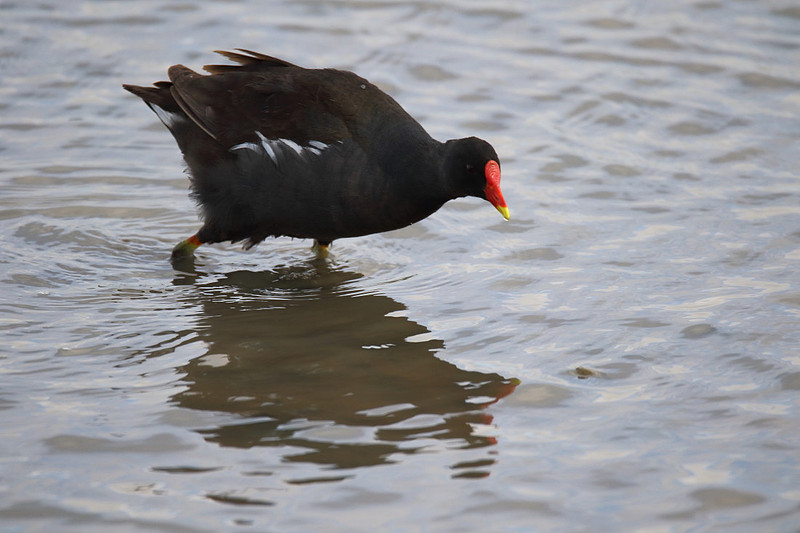 Moorhen