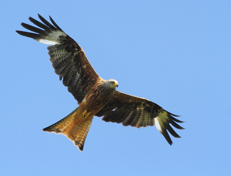 Red Kite