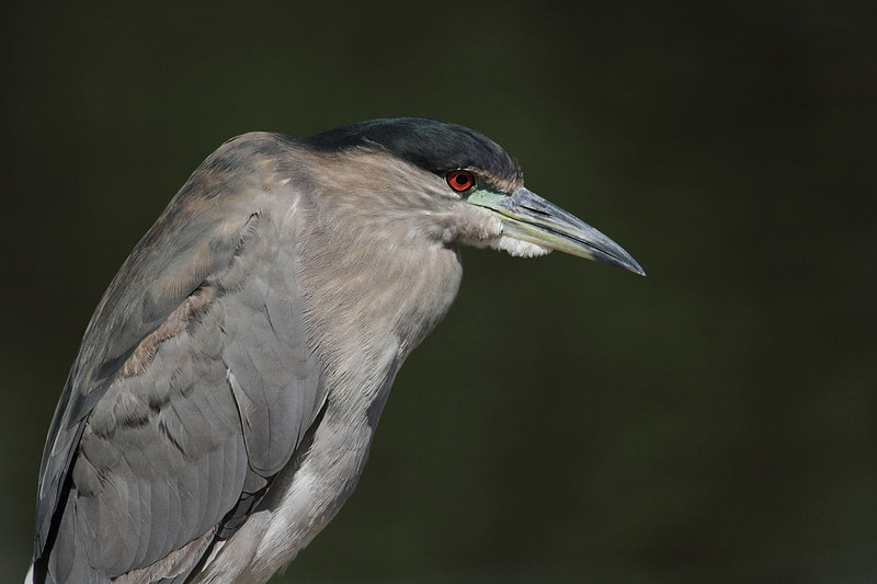 Black Crowned Night Heron