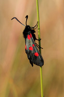 Five Spotted Burnet Moth