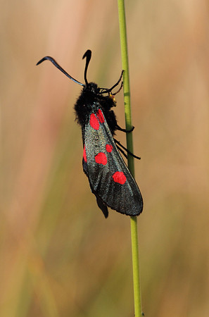 Five Spotted Burnet Moth