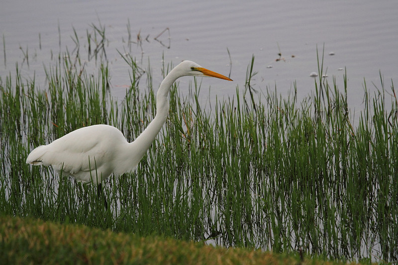 Great Egret