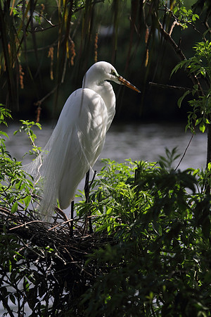 Great Egret