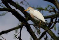 Cattle Egret