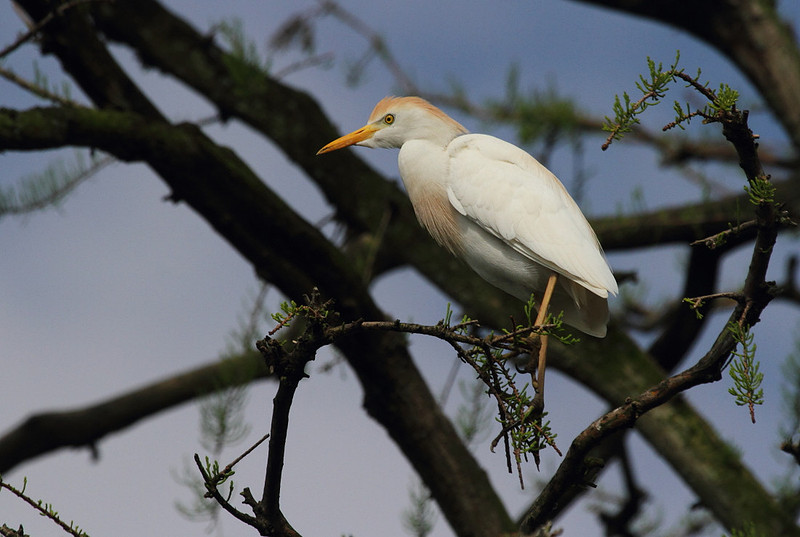 Cattle Egret