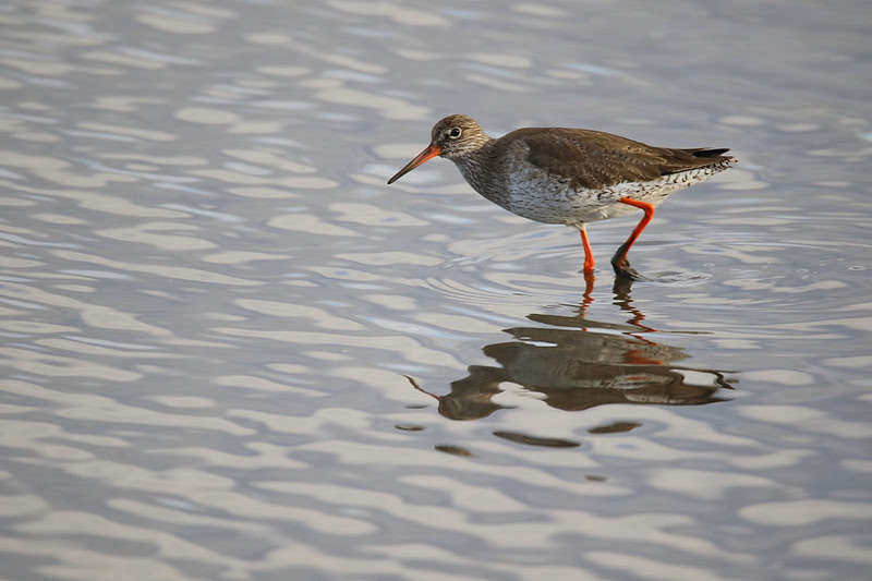 Redshank