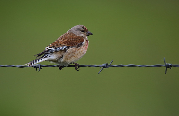 Linnet