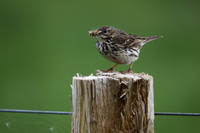Meadow Pipit