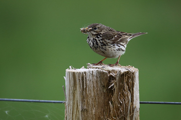 Meadow Pipit