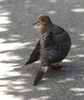 Mourning Dove
