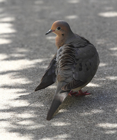 Mourning Dove