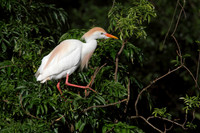 Cattle Egret