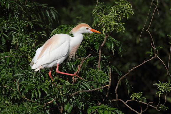 Cattle Egret