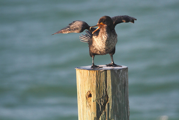 Double Crested Cormorant