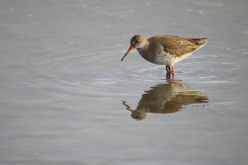 Redshank