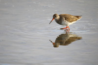 Redshank