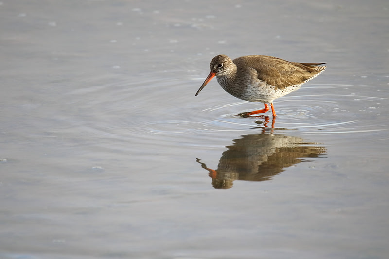 Redshank