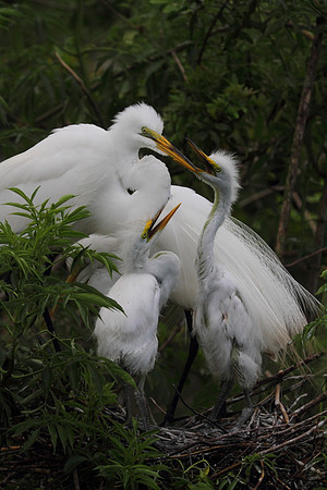 Great Egret family