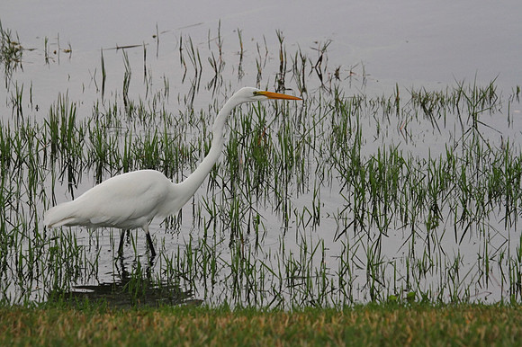 Great Egret