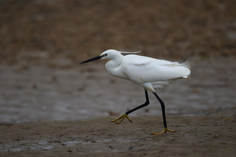 Little Egret