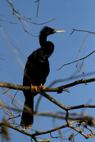 Anhinga