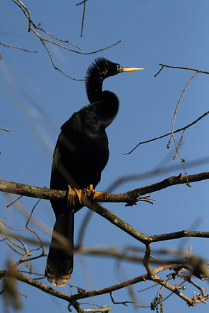 Anhinga