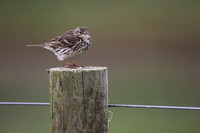 Meadow Pipit