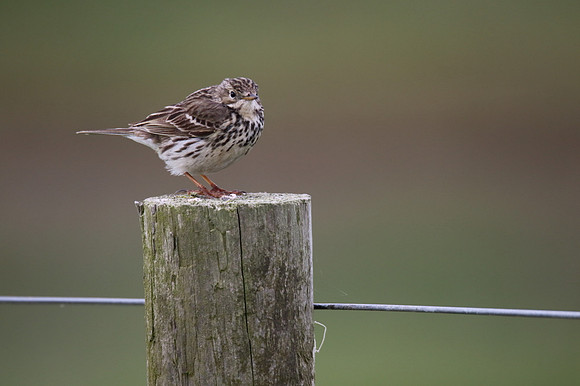 Meadow Pipit