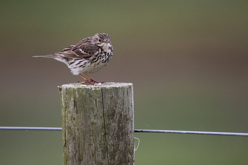 Meadow Pipit