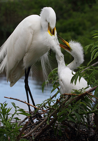 Great Egret feeding chicks